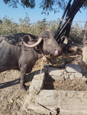 ભેંસ વેચવાની છે