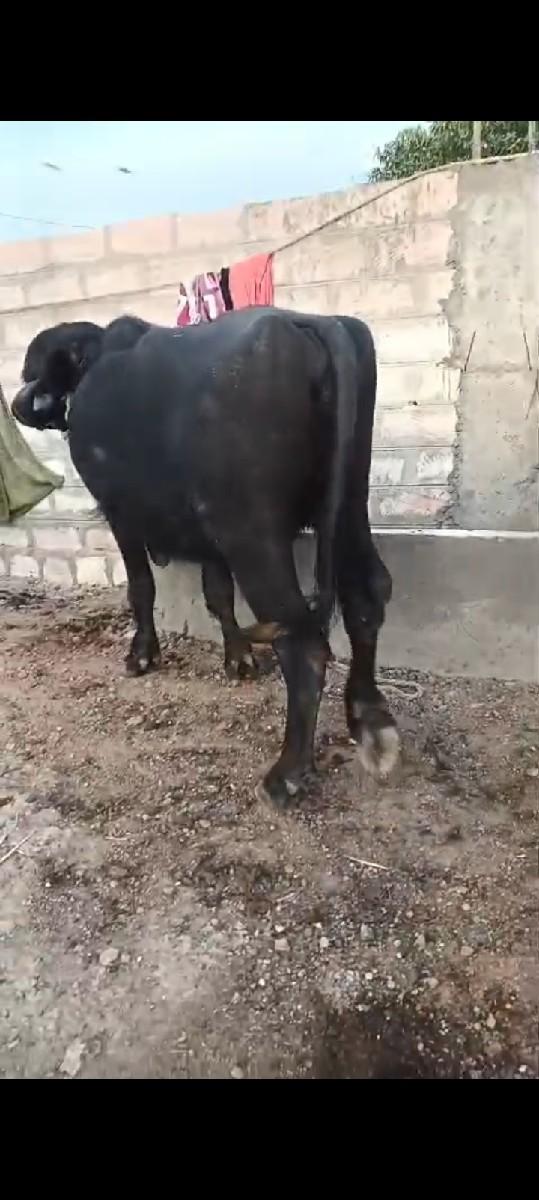 थंबनेल 2