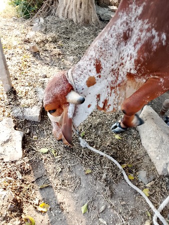 થંબનેલ 2