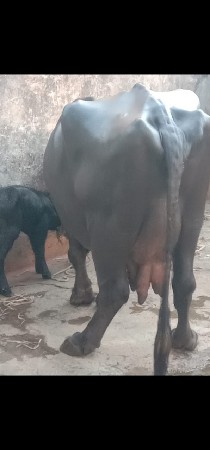 थंबनेल 2