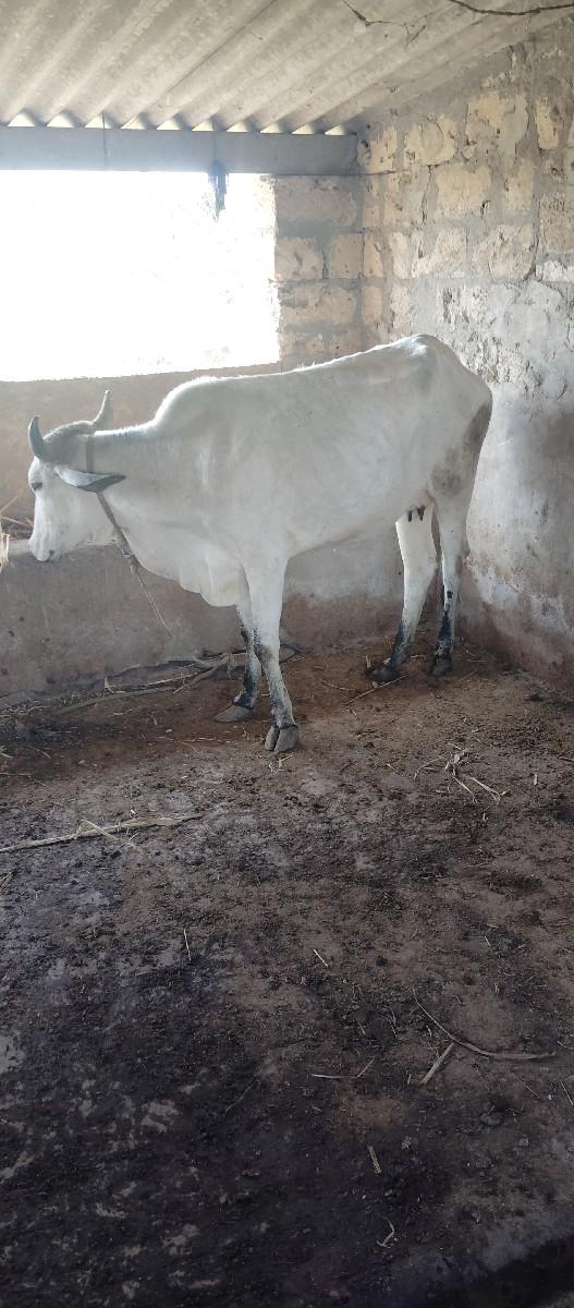 ગાય દુધ ખાવા માટે આપવાની છે