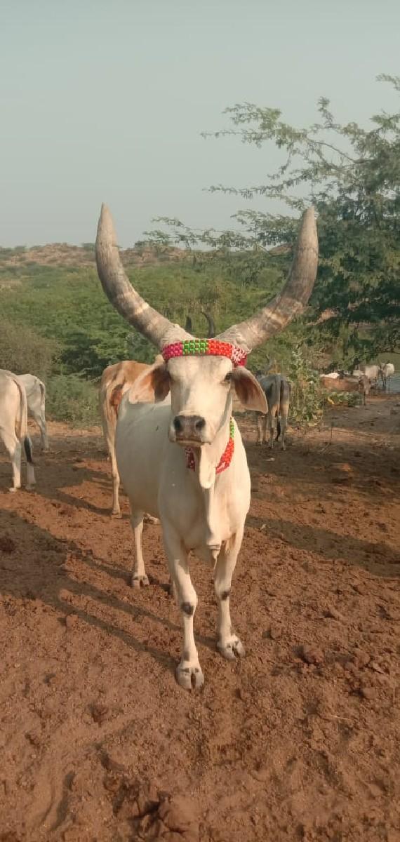 थंबनेल 3