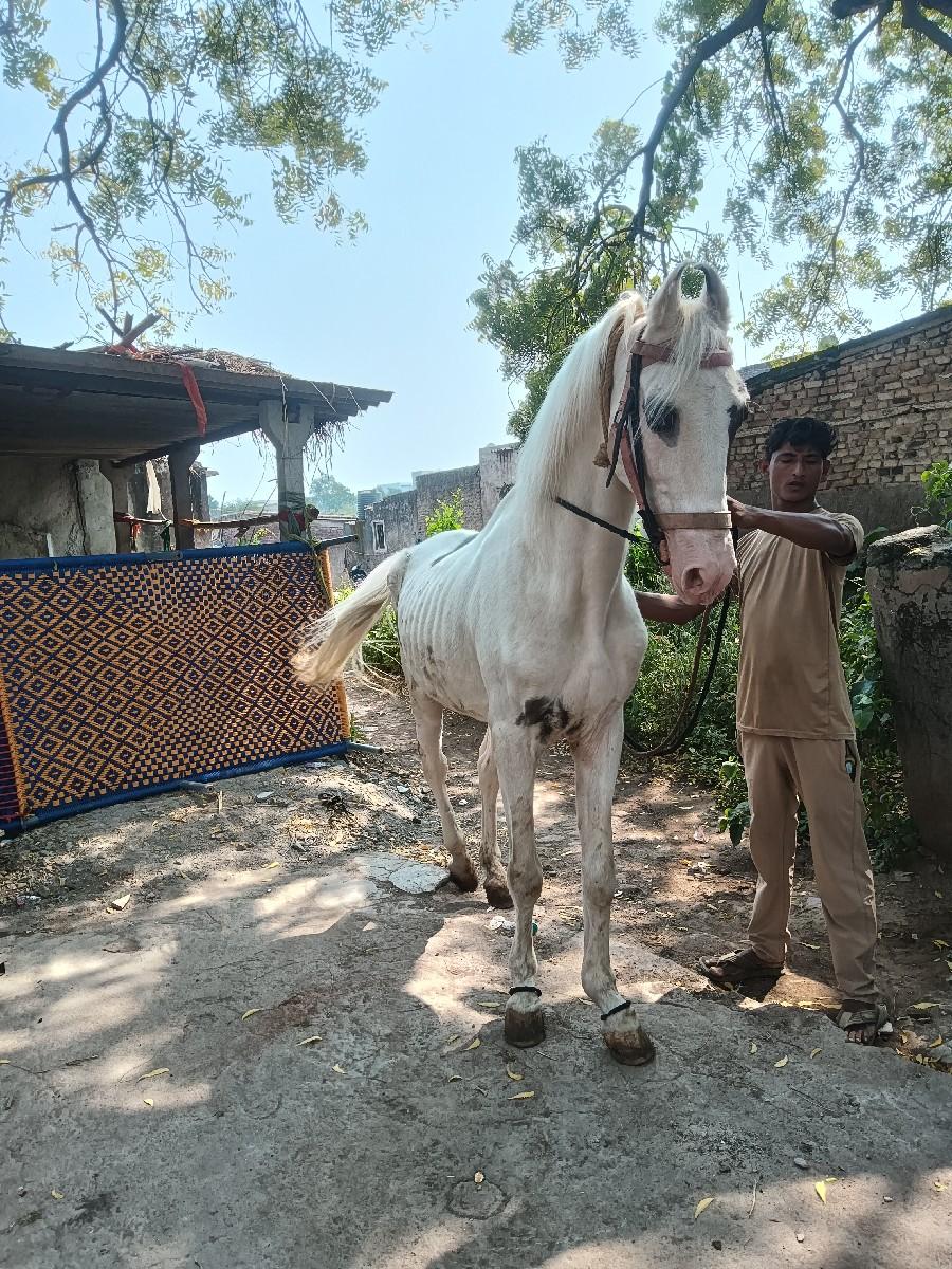 ઘોડો વેચવા નો છે