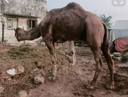 ઊંટ વેચવાનો છે