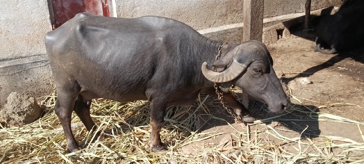 थंबनेल 3