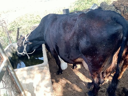 थंबनेल 3