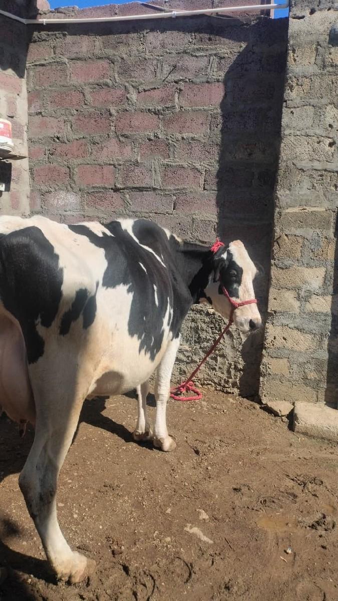 थंबनेल 2