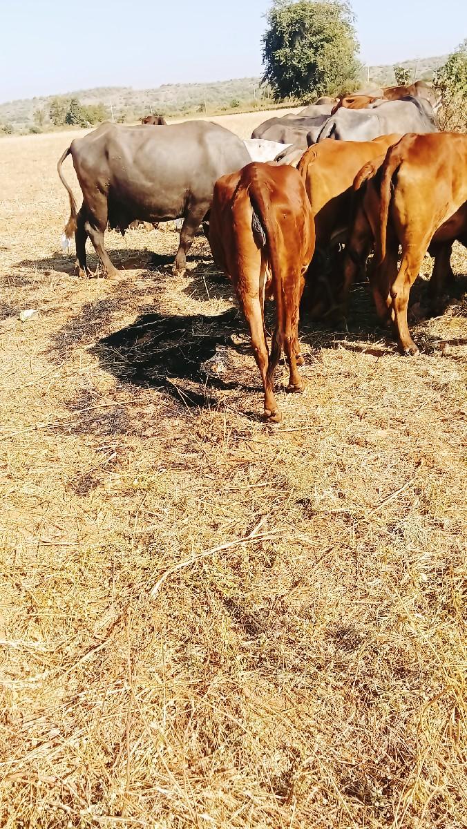 થંબનેલ 2