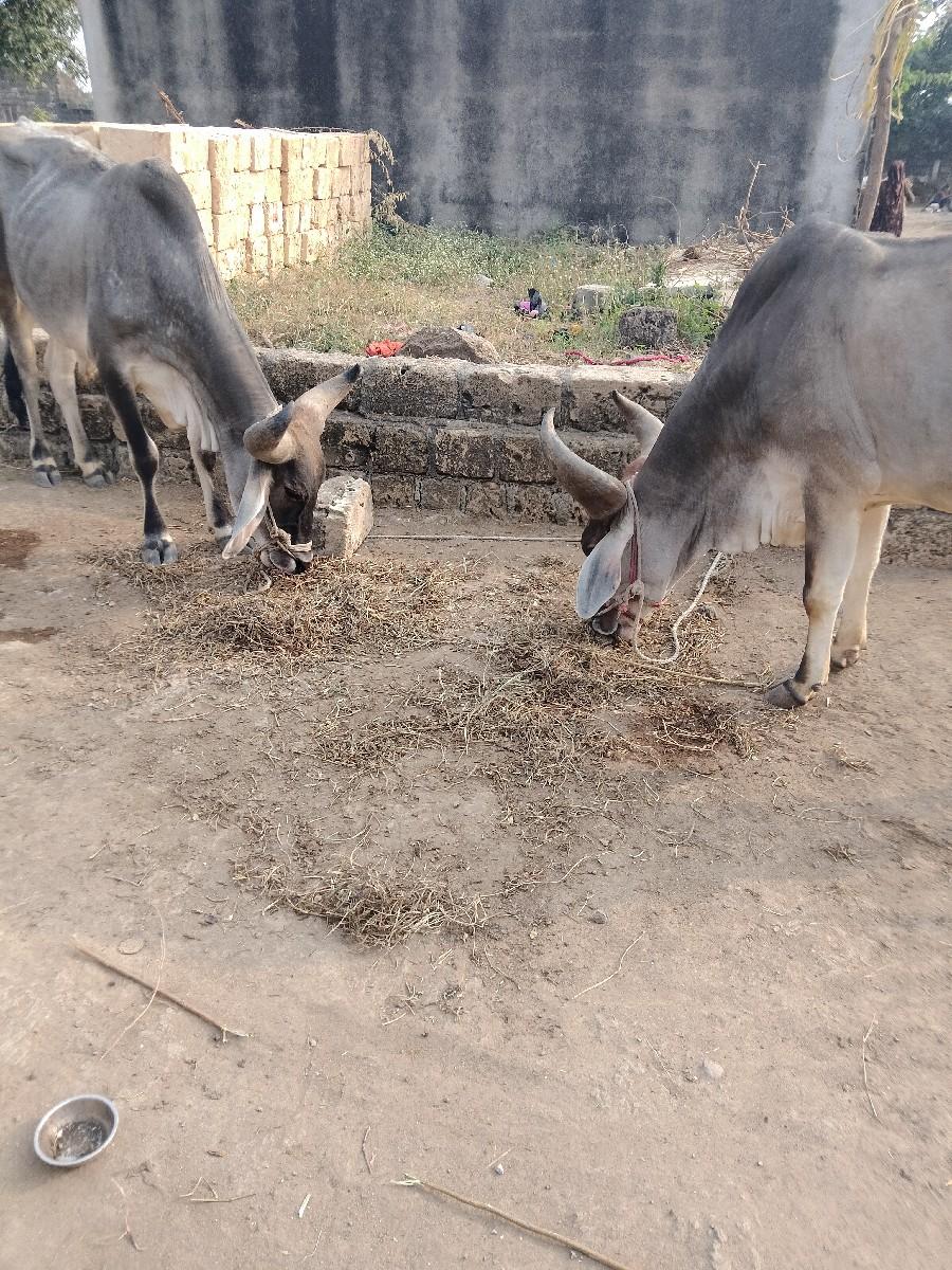 થંબનેલ 2