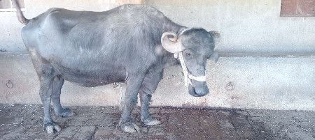 ભેંસ વેચવાની છે