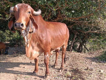 थंबनेल 2