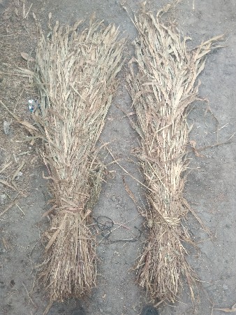 sar .niran .600 pura se