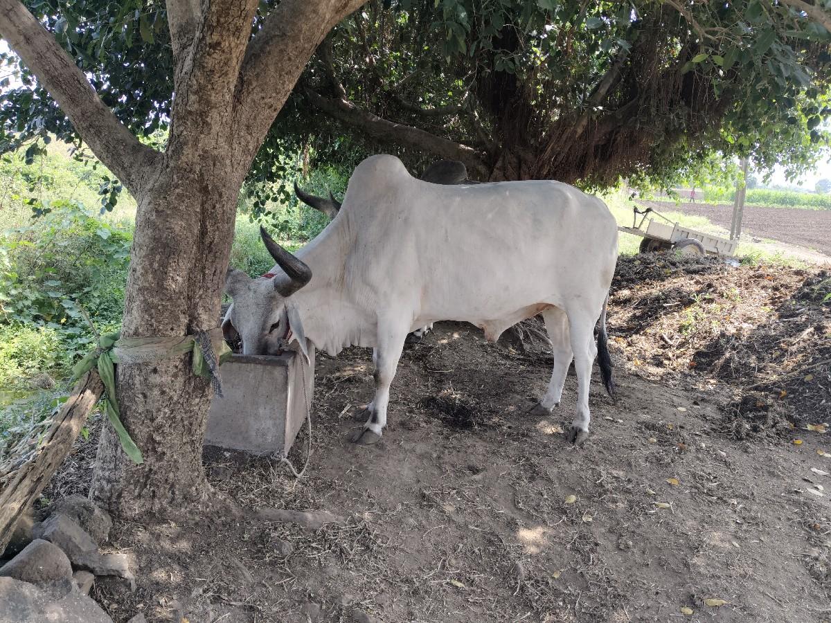 બળદ વેચવાના છે
બળદ વેચવાના છે
બળદ