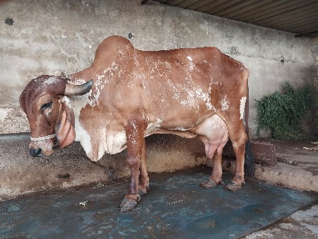 થંબનેલ 3