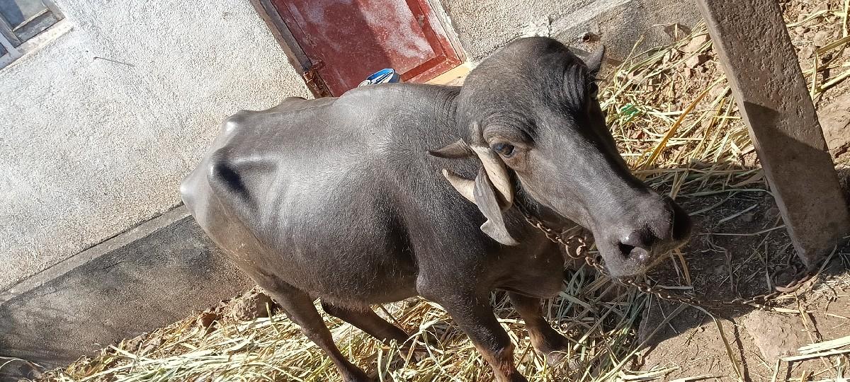 વેચવાની છે