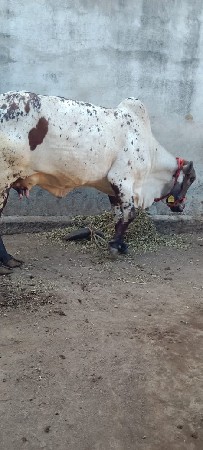 ગાય વેચ વાની છે