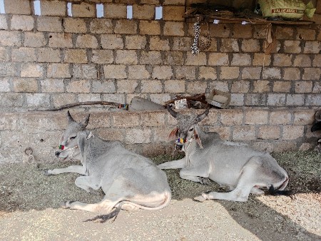 થંબનેલ 3