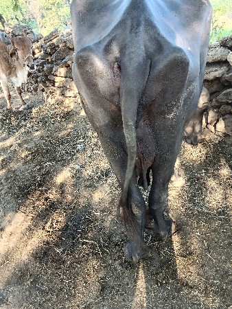 થંબનેલ 3