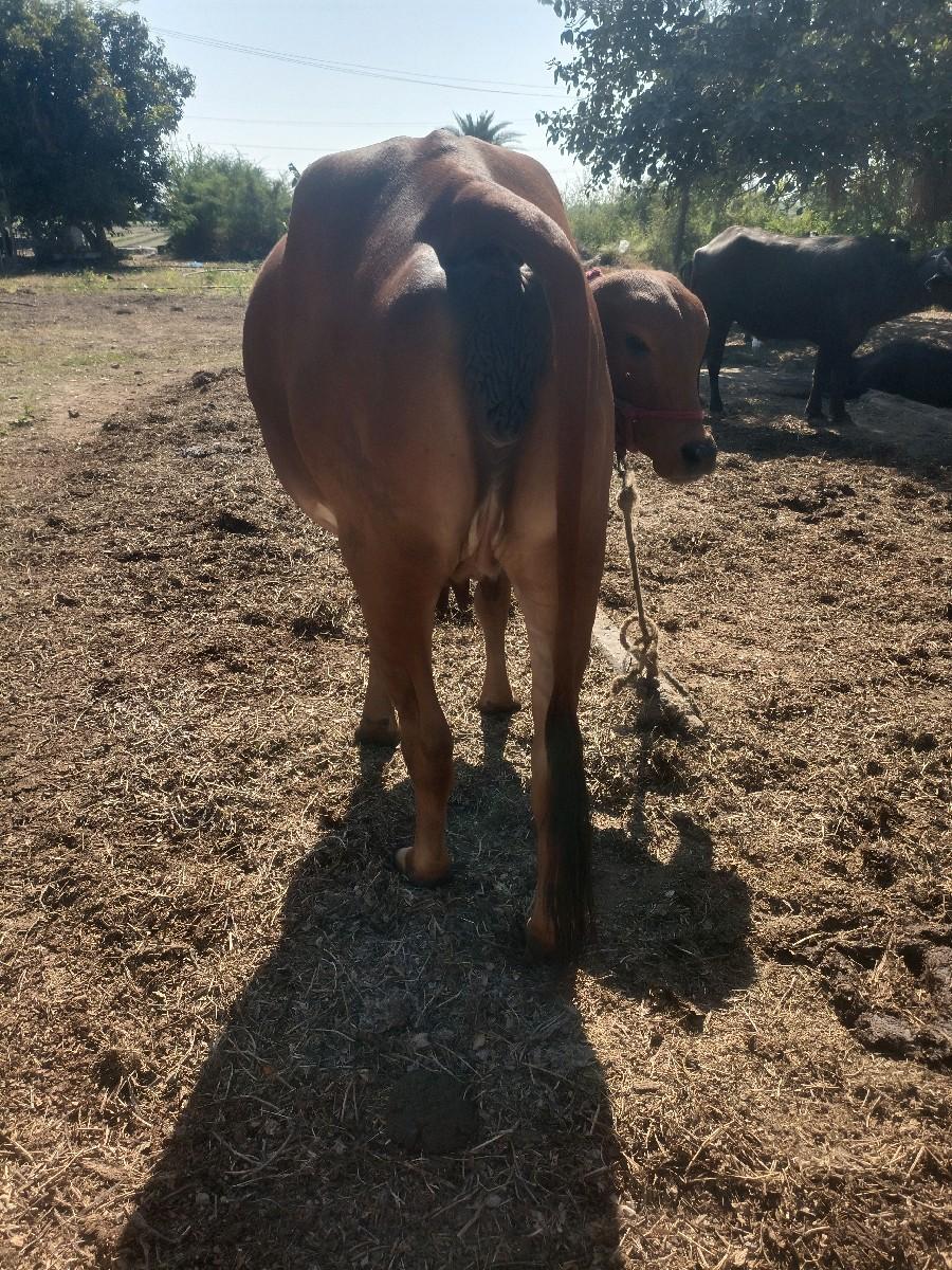 थंबनेल 2