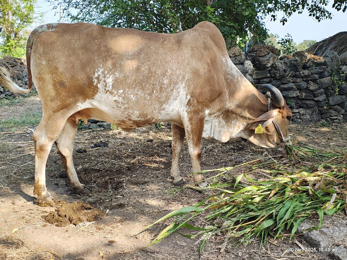 ગાય 2 વેતર ગાભણ સે