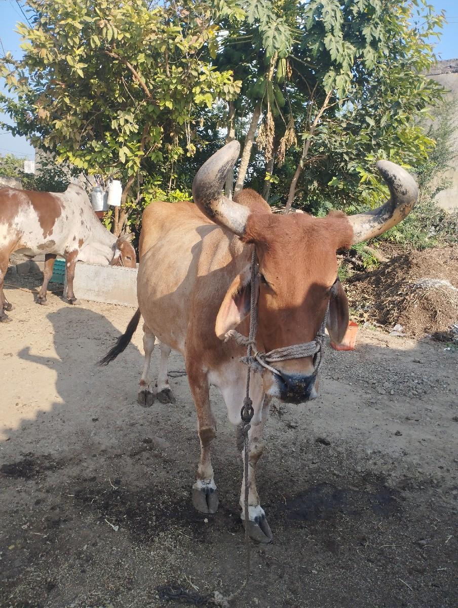 थंबनेल 2