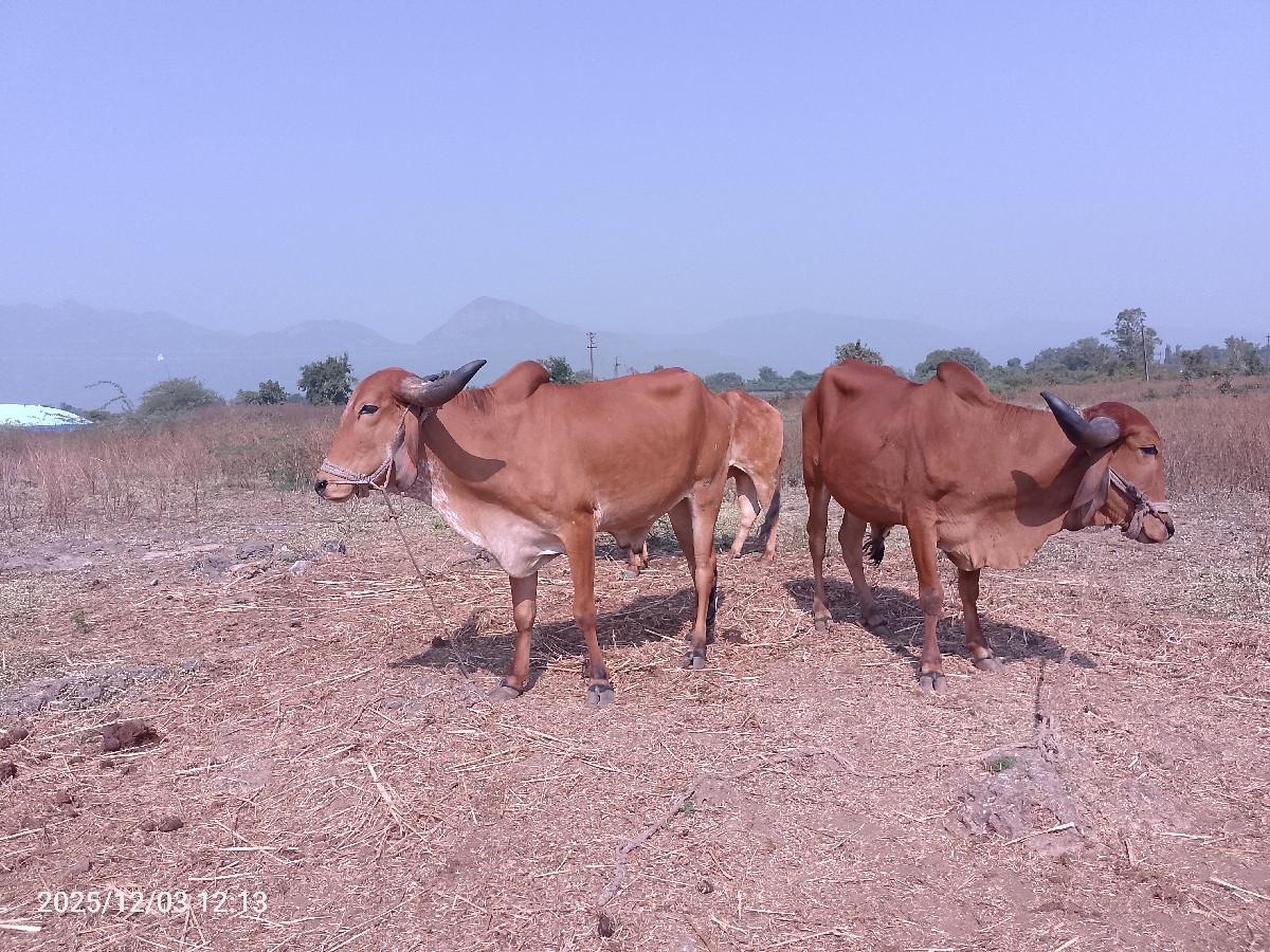 थंबनेल 2