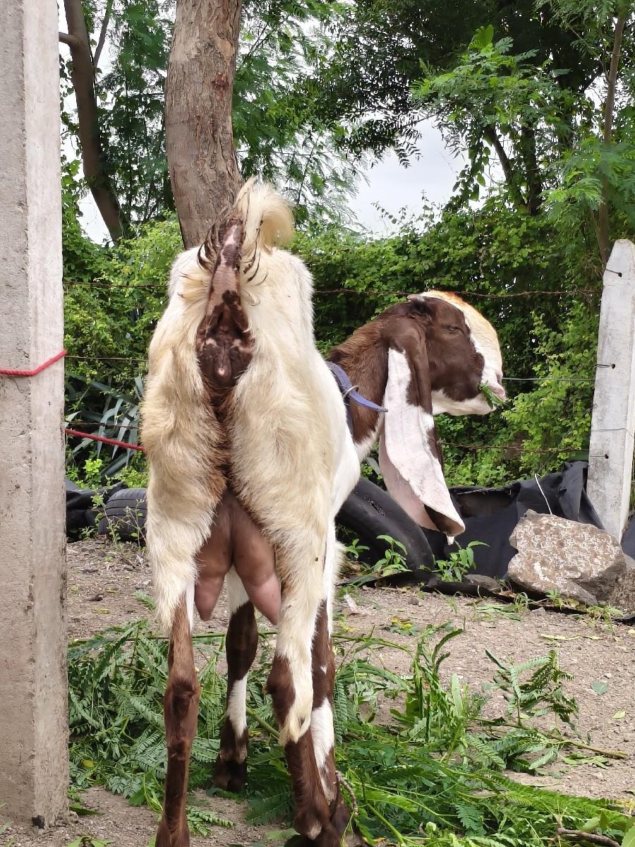 હૈદરાબાદી બકરી વેચવાની છે