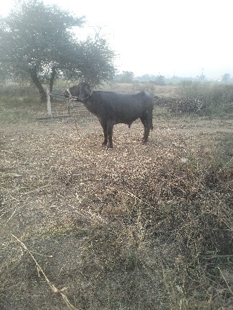 પાડો વેચવા નો છે