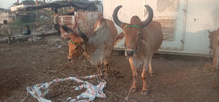 થંબનેલ 3