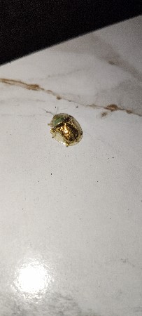 એક સોનાનો જીવડો છે વેચવાનો છે ભાઈ