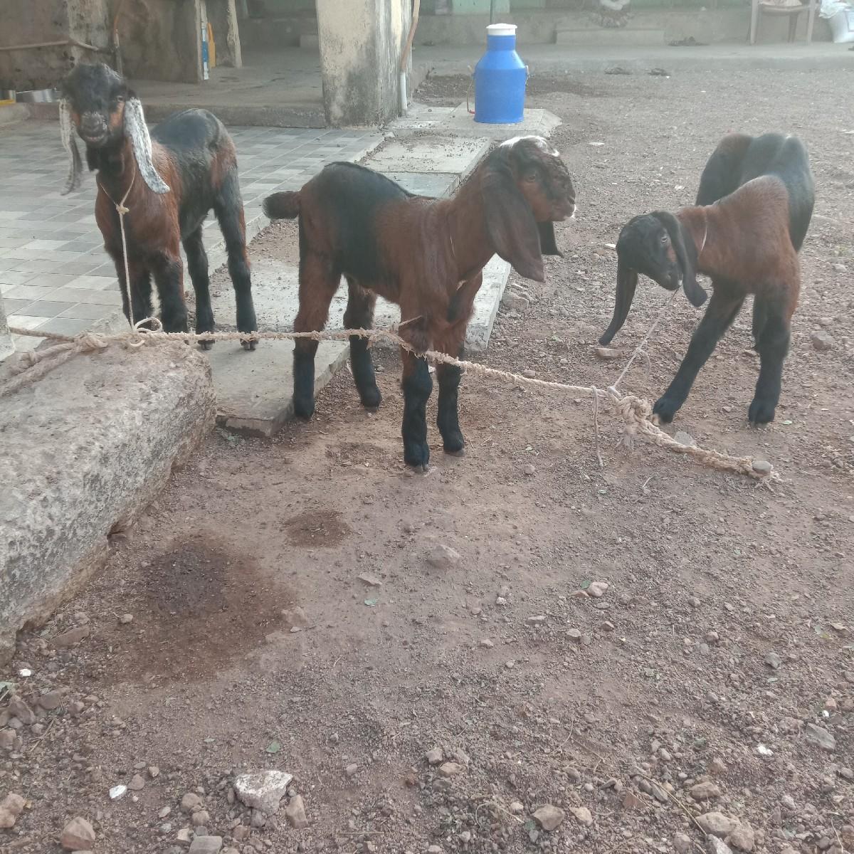 થંબનેલ 2