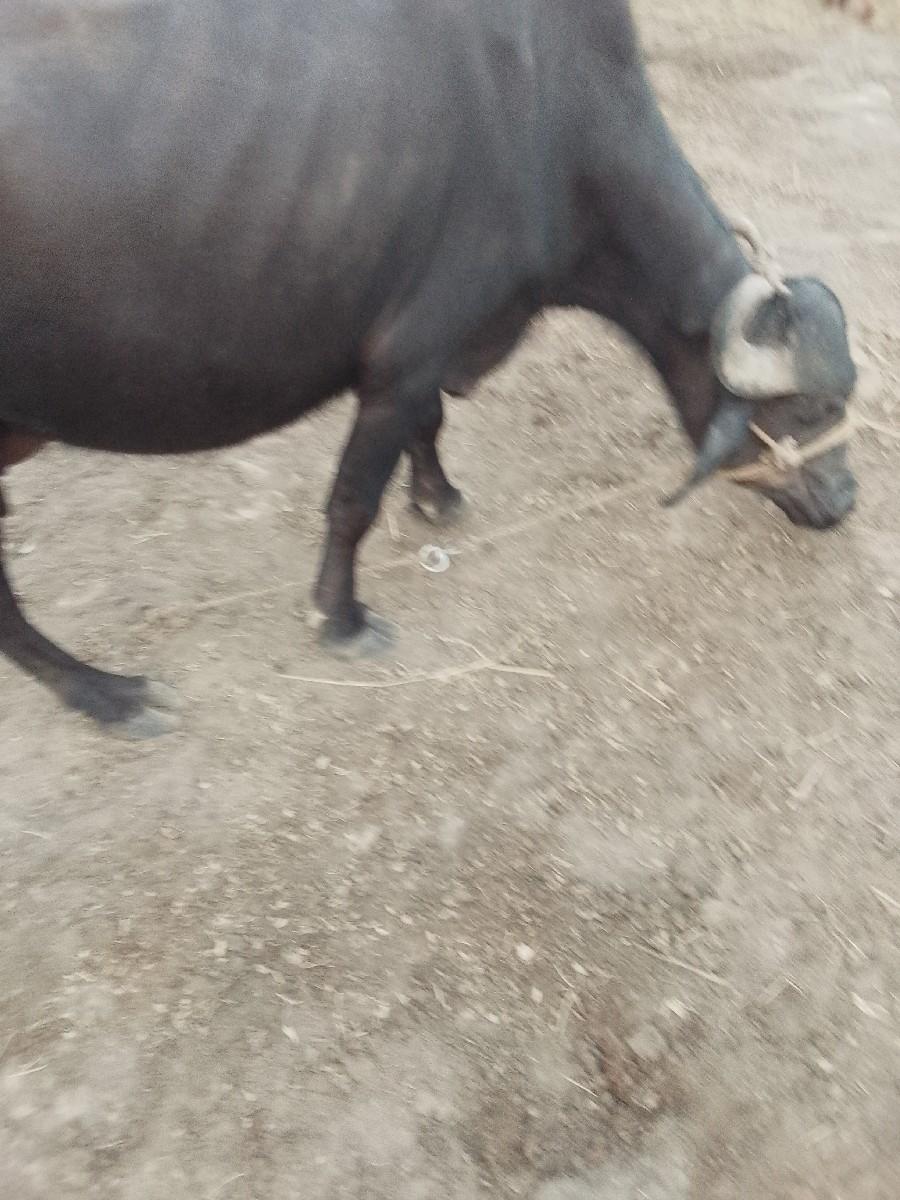 ૨ વેતર માં છે સાવ સોજી