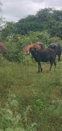 એક કડાઈને એક બે વર્ષની પાડી વેચવાન