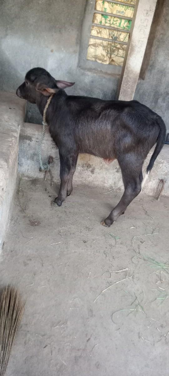 બેસુ દેવાની