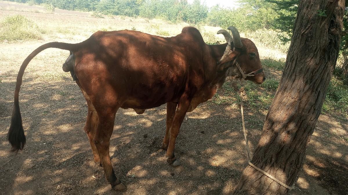 थंबनेल 3