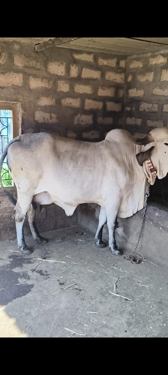 નીલડી વેતર 2