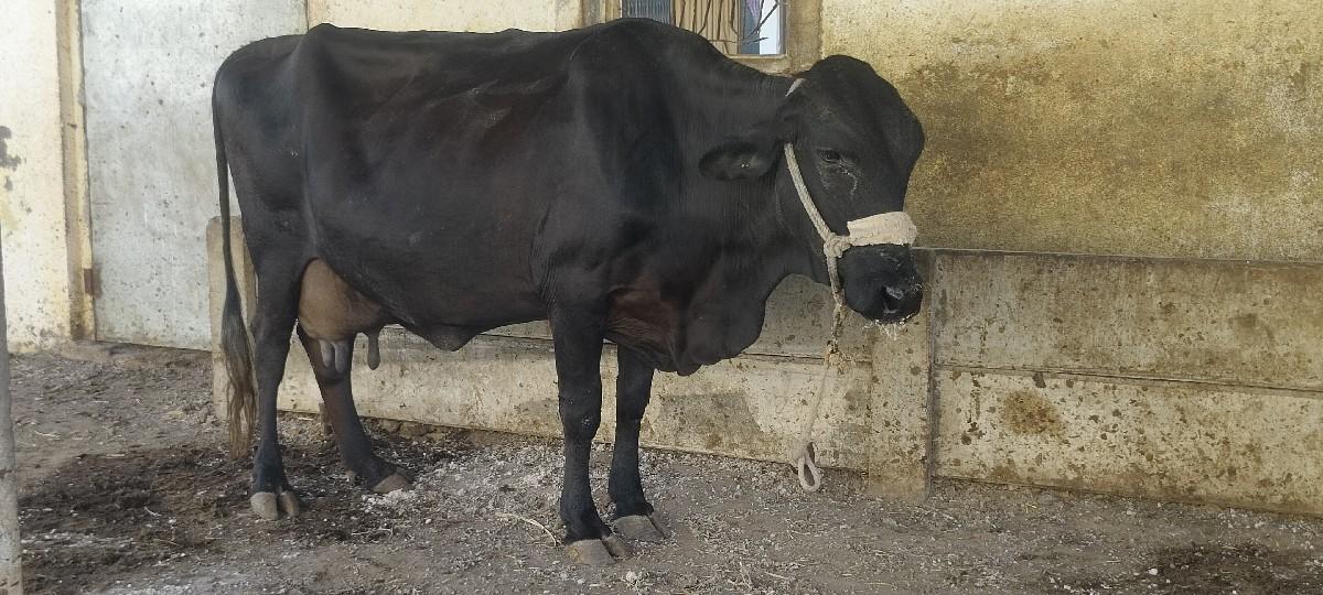 જર્સી ગાય 10 દિવસ ની કાચી