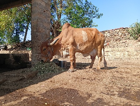 ગાય વેચવાની છે