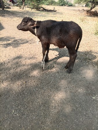 थंबनेल 3