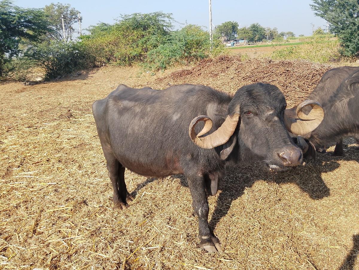 ભેસ વેશવાની શે