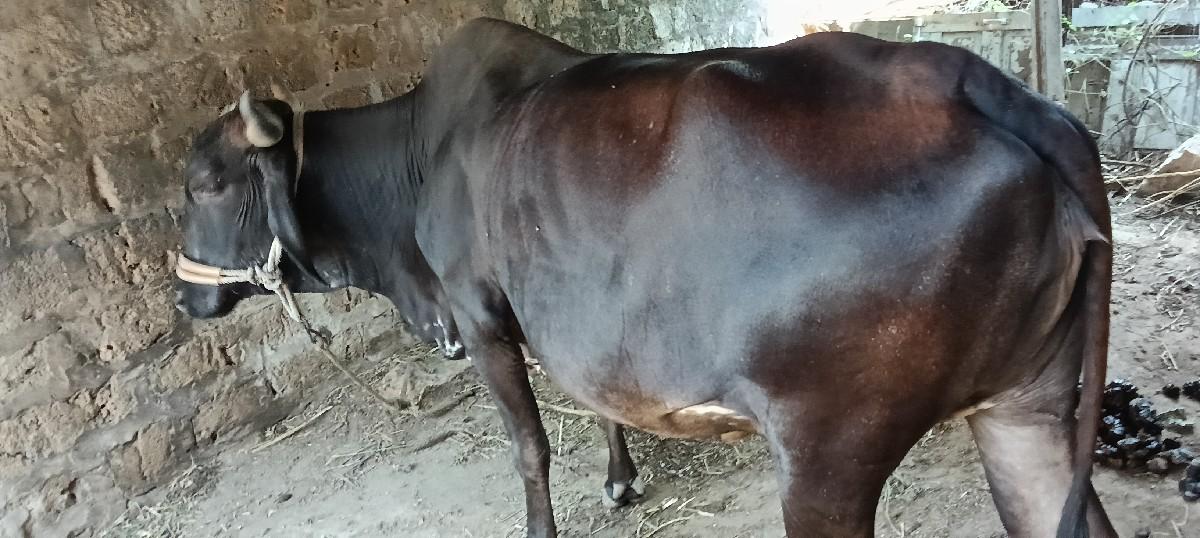 ગાય વેચવાની છે.