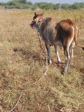 ગુડ લો વેચવાનો છે