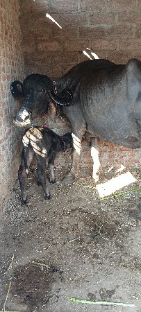 ભેંસ વેચવાની છે સાટા પણ કરવાના છે