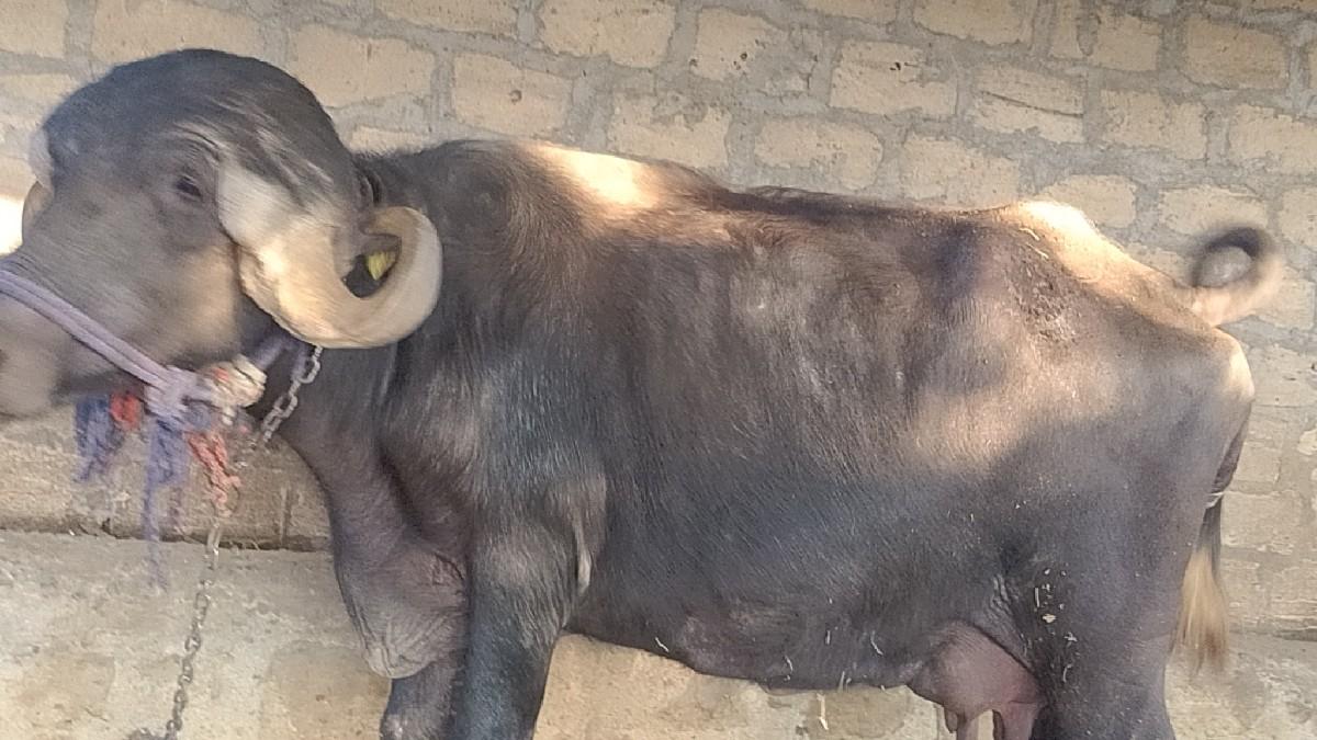 ભેંસ વેચવાની છે ગામ ગોખલાણા તાલુકો