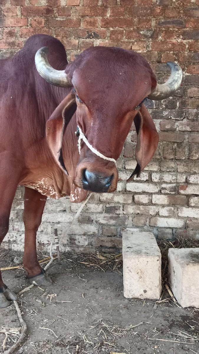 थंबनेल 3