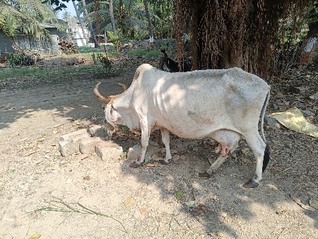 ગાય વેચવા ની છે