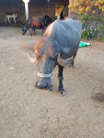 थंबनेल 3