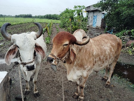 ૩ વાવણી વાવેલ