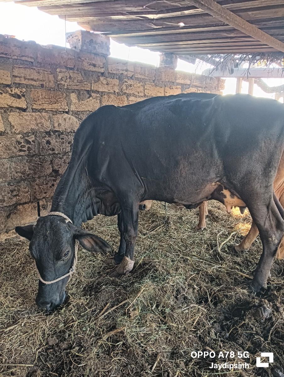 थंबनेल 3