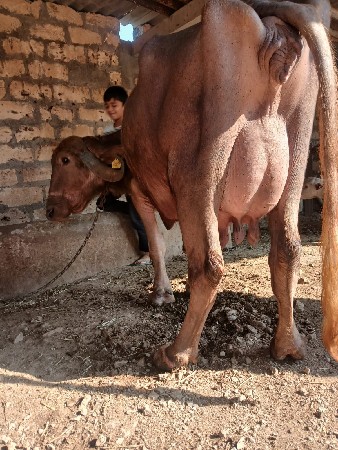 આખડાયવેશવાનિછે